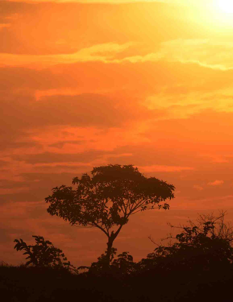 Rwenzori - Uganda