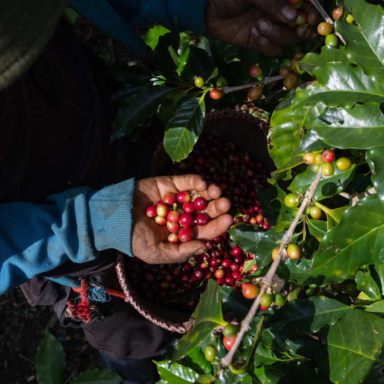 El Durazno - Guatemala