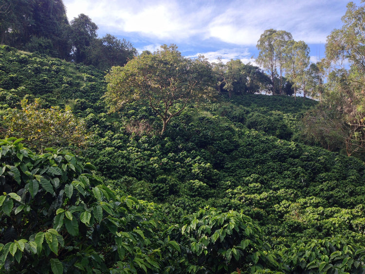 Tumbaga - Sugarcane Decaf