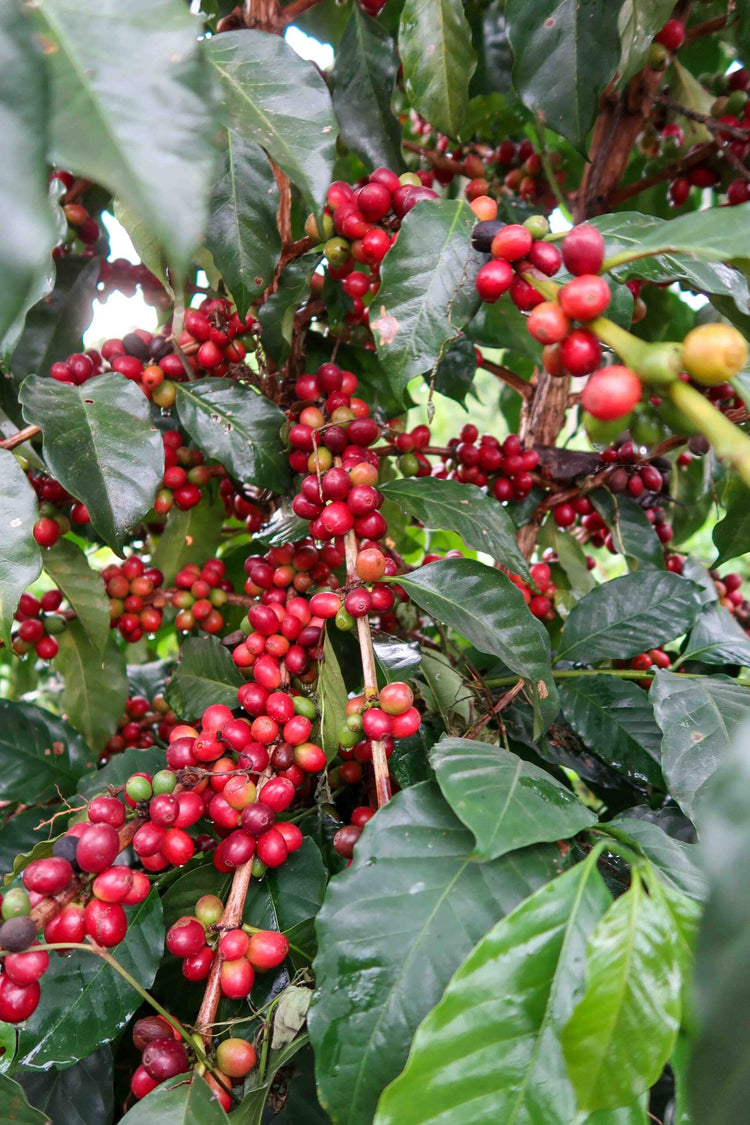 Rwenzori - Uganda