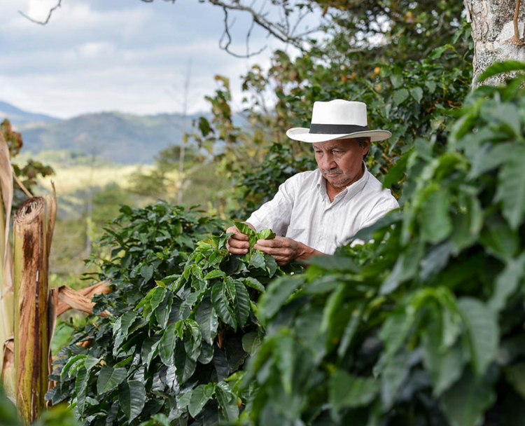 Viani - Colombia